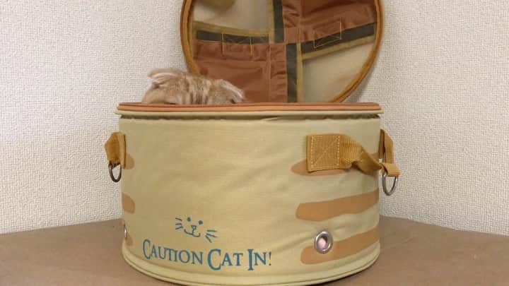 かんちゃんのインスタグラム：「． ．  #スコティッシュフォールド #猫  #cat  #cats #ねこ #ネコ #札幌 #sapporo」