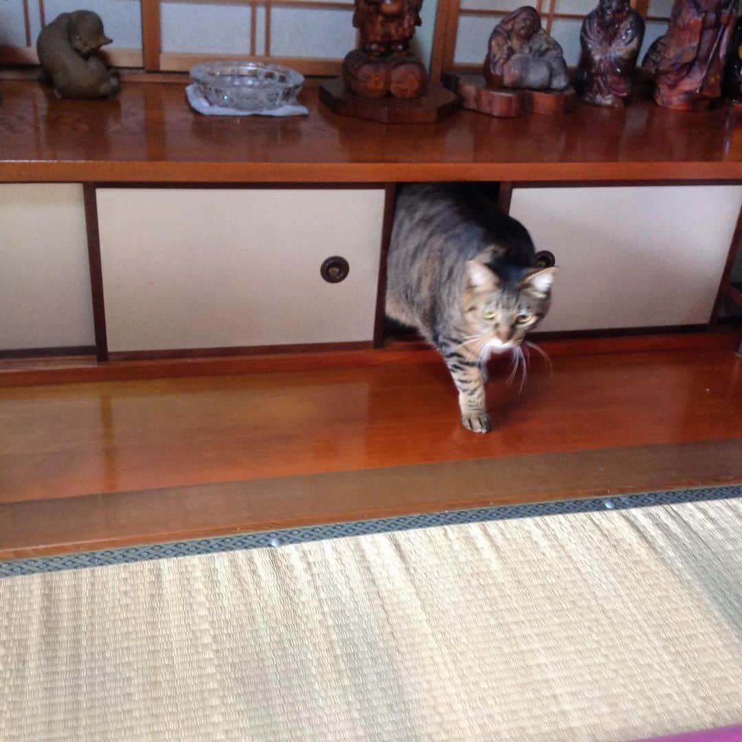 Naokoのインスタグラム：「ぼくいちご🍓😸  どうもこんにちは🍓😸  #どこから出てきた#ぼくいちご#いちご通信 #いっちゃん#イチゴくん#ネコ#ねこ#猫#ネコ部 #ペコねこ部 #ふわもこ部 #みんねこ #保護猫#instacat#instapet#ilovemycat」