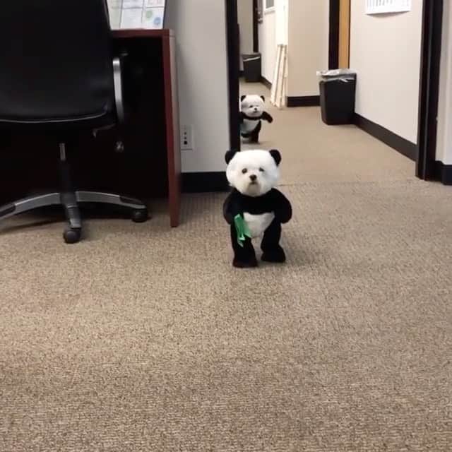 Daily The Best And Funniest Videosのインスタグラム：「Wait for it 🖤😍 By @bradley_and_chandler」