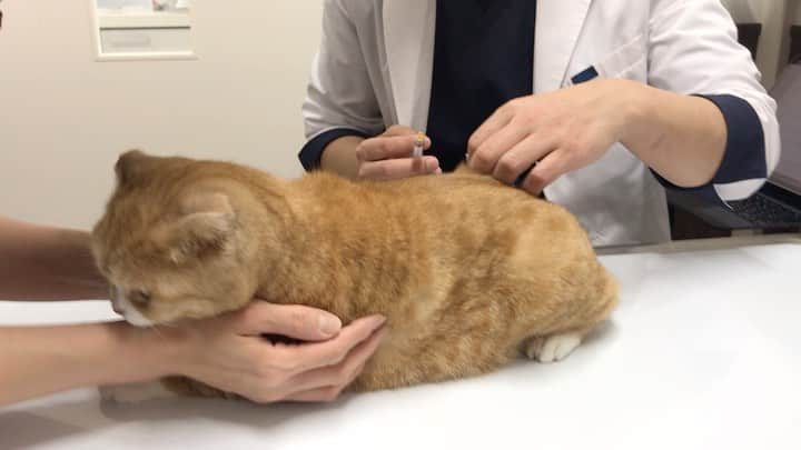 かんちゃんのインスタグラム：「． ． ワクチン💉頑張って来たにゃ🐾 I went to the hospital for a vaccine ． ． ． #スコティッシュフォールド #猫  #cat  #cats #ねこ #ネコ #札幌 #sapporo」