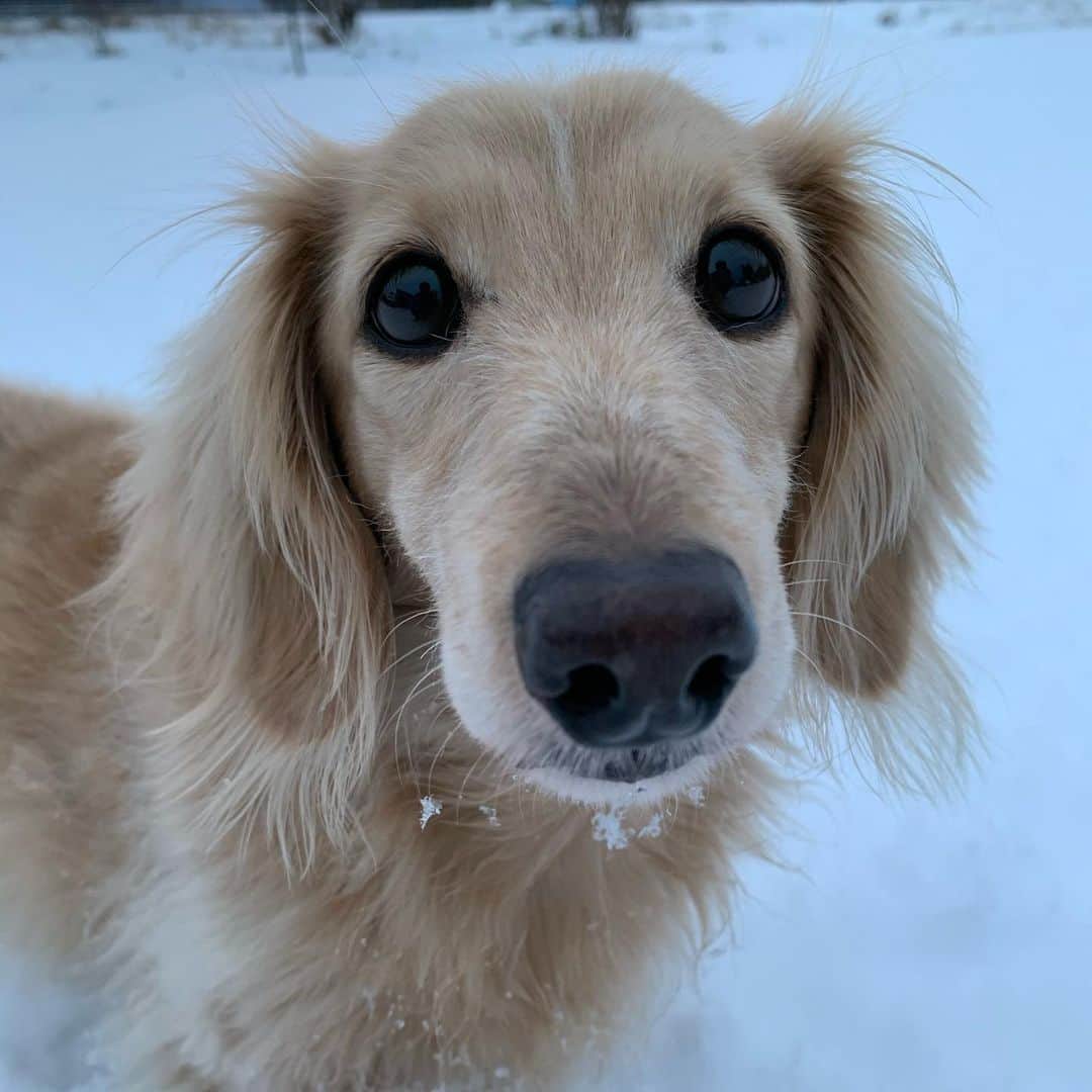 ハッチ＆ニコのインスタグラム：「おはようございます。 本格的な積雪になりました🐶☃️  #カメラ嫌い同好会 #pecoいぬ部 #犬の生活が第一 #癒しわんこ #dachshund #犬バカ部 #短足部 #ふわもこ部 #tokyocameraclub #東京カメラ部」