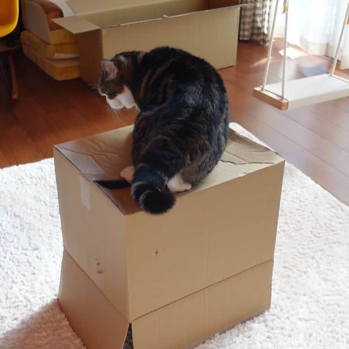まる & はなのインスタグラム：「猫吸引ボックス！ Cat Suction Box!」