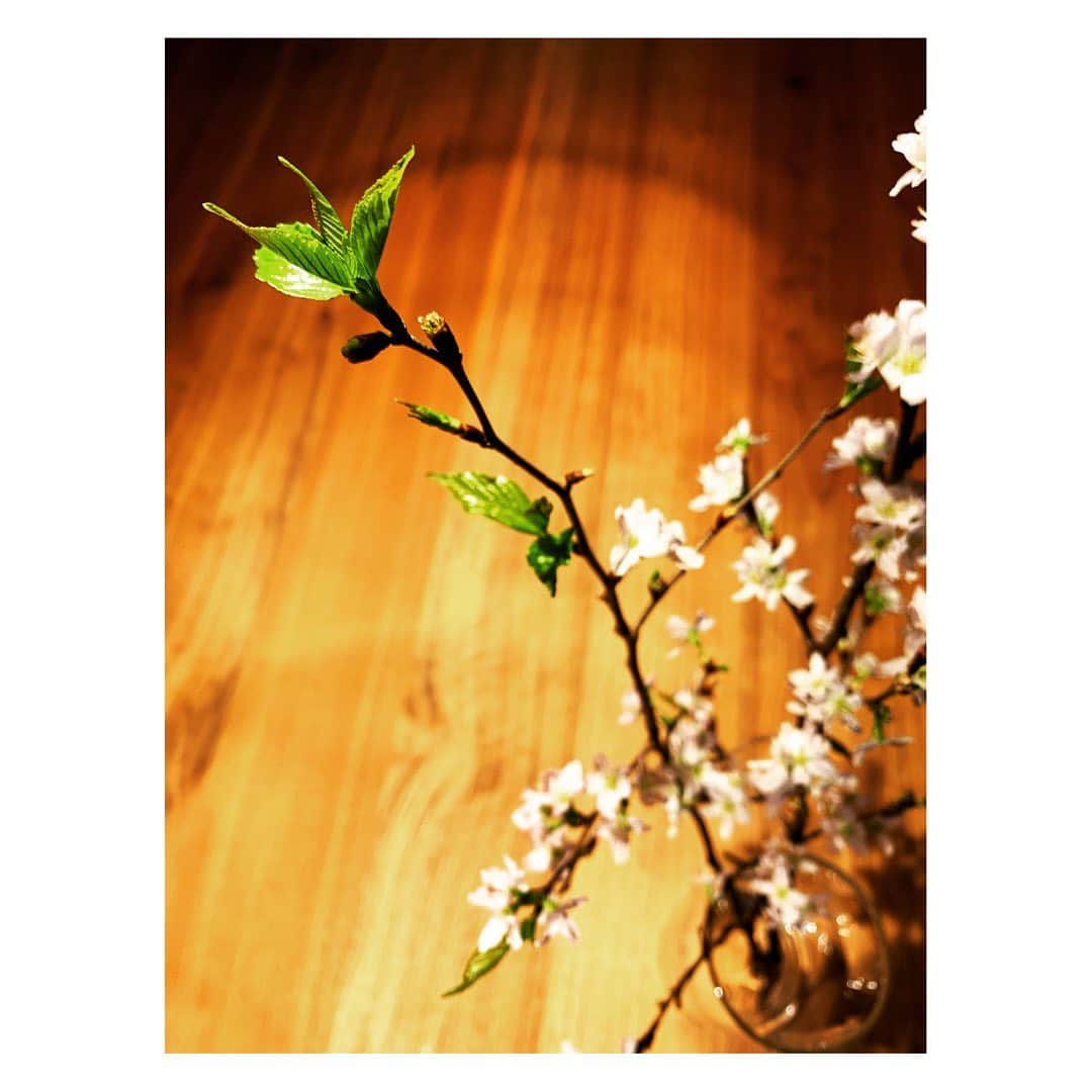 陽月華のインスタグラム：「☆  まあ！ 葉っぱまで楽しませてくれるの⁈ ありがとー！  stay homeをお花で彩ってくれている桜の枝から 若々しい葉っぱがこんにちは☺︎  うれし。  #桜  #stayhome   コロナめ… と正直腹立たしくなりますが 負の感情に飲み込まれたら なんか思うツボっていうか それもムカつくので　笑 そのエネルギーをむりやりにでもポジティブなほうに変換することを心掛け中。 もう、意地ってか、変換ゲームってか、負けへんで。っていう謎な方向の闘い。  もちろん 手洗いうがい消毒マスク三密回避etc… 出来る対策はしっかりと。 そして 気持ちの対策。」