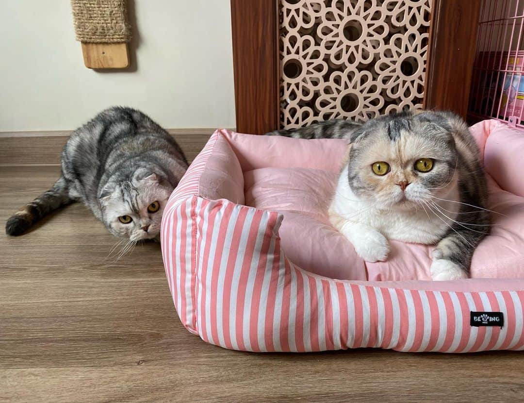 Mammoth and Grizzlyのインスタグラム：「Yes, today is CaTuRdaY😸 #nala #nemo #sisters」