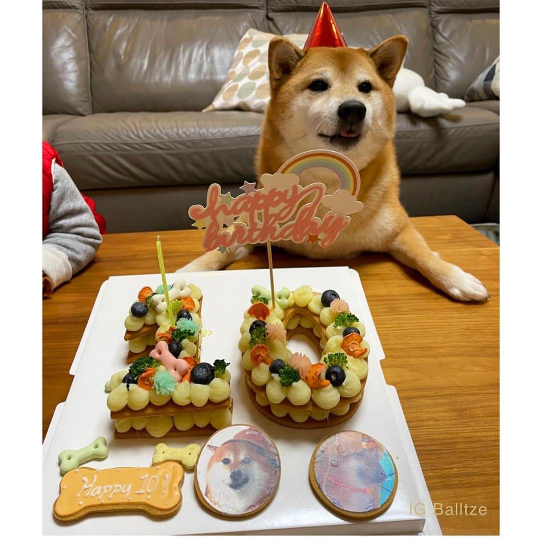 Balltze My name is Ballのインスタグラム：「Happy Birthday to me!  I know we lives in different time zones for those who can make it joining my bday party can’t thanks you guys more! The burger was eaten by me before my hooman takes the pic, after all these nom nom nom I’m back to my diet plan again  #balltze #happybirthday #fat96 #cheems #nomnomnomclub #balltzecheems #yos」