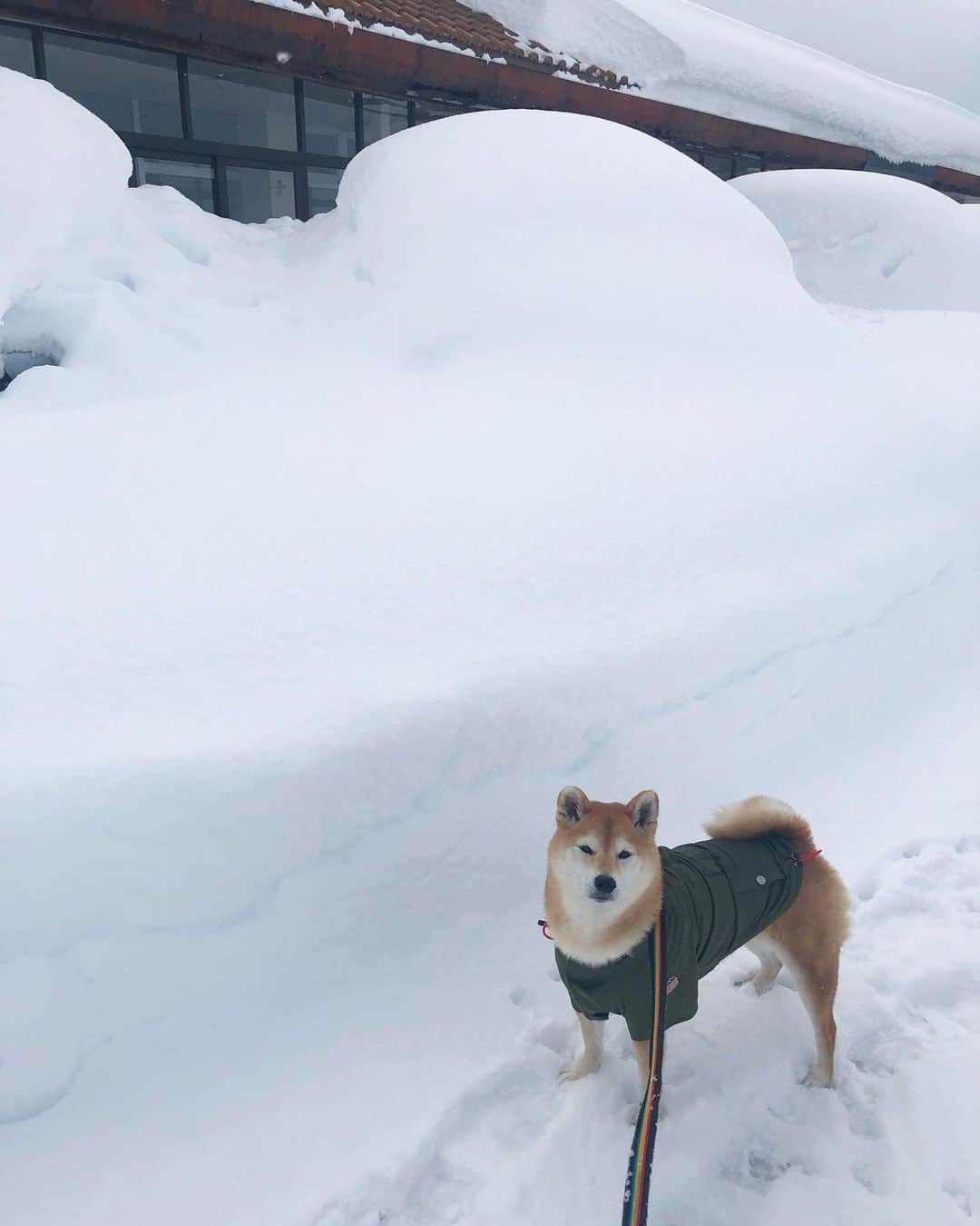 マロたんのインスタグラム：「マロたんがウンザリするぐらい大雪☃️後ろの丸い山に車が埋まってるよー☃️ . たくさんのお誕生日おめでとうコメントをありがとうございました🥺 . #coldwave  #寒波 #大雪 #柴犬  #shiba #shibainu」
