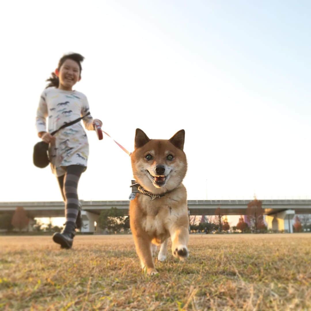 柴犬はなこ Shibainu Hanakoのインスタグラム：「進撃のはなっぺ🐕🐾🎶 #shiba #dog #shibainu #犬 #柴犬 #犬とこども」