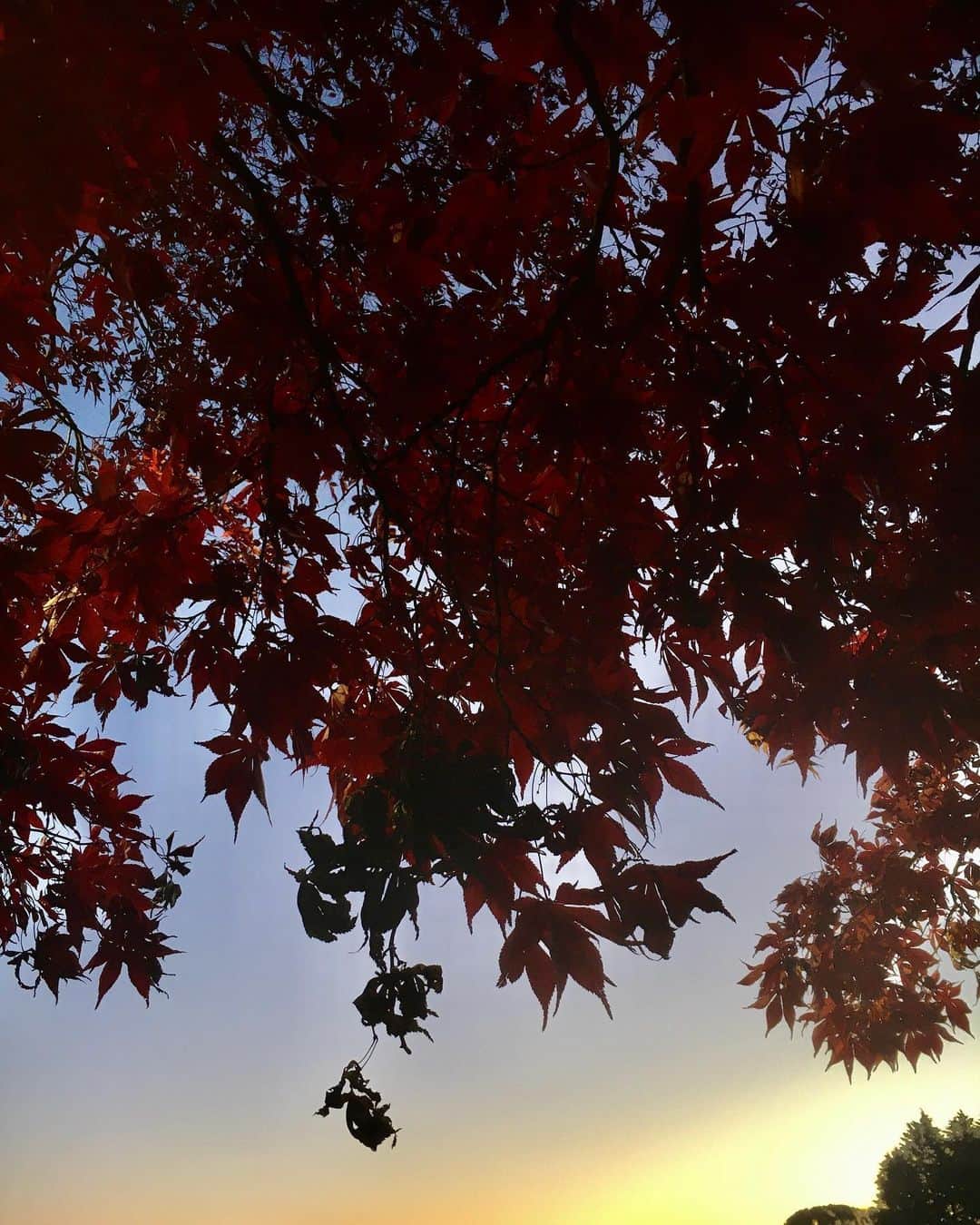 迫田孝也さんのインスタグラム写真 - (迫田孝也Instagram)「さっぶ〜 じゃっどん、 今日も一日、キバっていっど❗️  #朝の散歩 #まだ紅葉」12月22日 7時36分 - takaya_sakoda