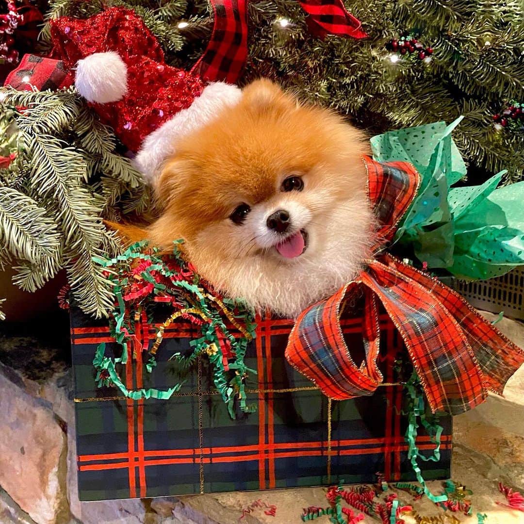 Monique&Gingerのインスタグラム：「🎶Cuz baby all I want for Christmas is you🎶The best Christmas presents this year are the ones we already have🎁🎄Grateful for my sweet Ginger girl🙏🏻🐶Wishing all our friends a safe, happy, healthy, Merry Christmas🎅🏻❤️」