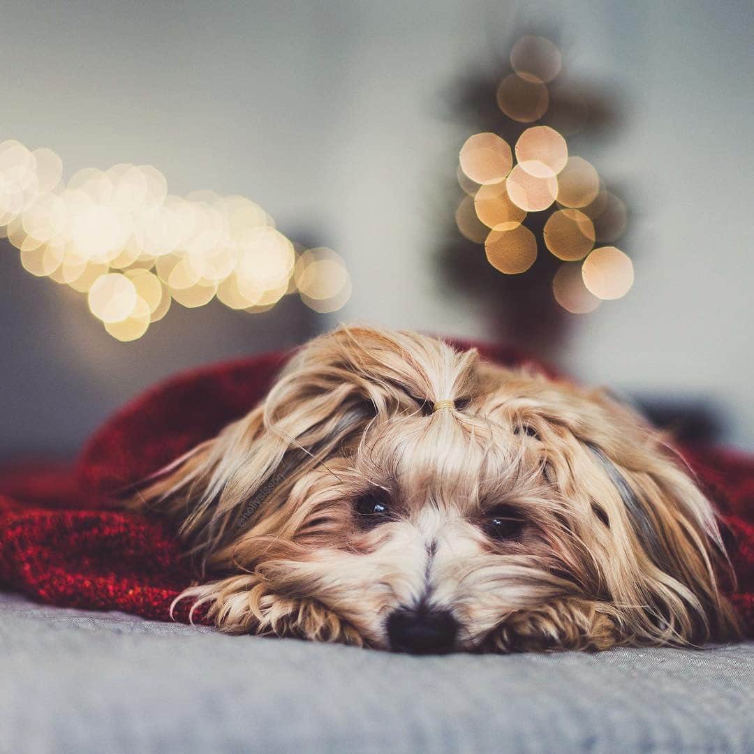 Holly Sissonのインスタグラム：「Waiting for SantaPaws ❤️🐶🎄 #Havanese #Toronto #pet #petphotography #bokeh ~ See more of Oliver, and Finnegan, on their pet account @pitterpatterfurryfeet ~ Canon 1D X + 50 f1.4 @ f1.8  1/125 (See my bio for full camera equipment information plus info on how I process my images. 😊)」