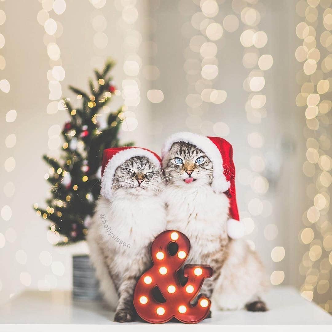 Holly Sissonのインスタグラム：「One of my favourite holiday photos of Alice & Finnegan🎄🎅🐱 #toronto #cat #Siberian #bokeh #santapaws (Follow Finnegan and Oliver on @pitterpatterfurryfeet) ~ Canon 1D X + 85 f1.2L II @ f1.2  1/200 See my bio for full camera equipment information plus info on how I process my images. 😊」