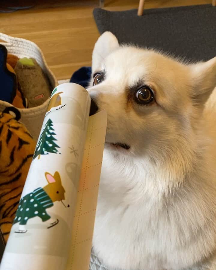 Winston the White Corgiのインスタグラム：「All I want for Christmas is wrapping paper」