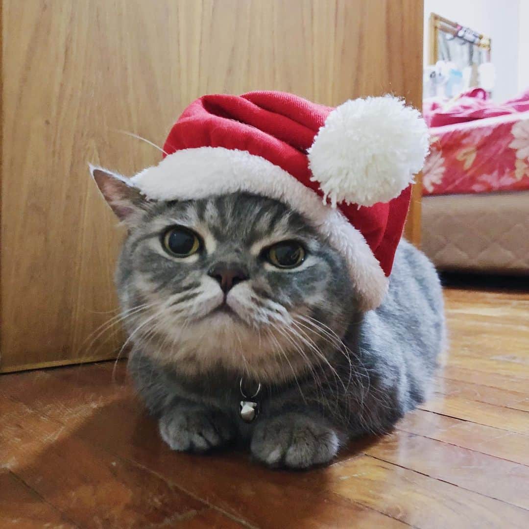 Pancakeのインスタグラム：「🎅🏻🎄Merry Christmas 🎁 🥳  #cats #catstagram #catsoninstagram #catsofinstagram #sgcats #pets #instagramcats #munchkincats #neko #ねこ #マンチカン短足 #猫 #まんちかん部 #マンチカン部」