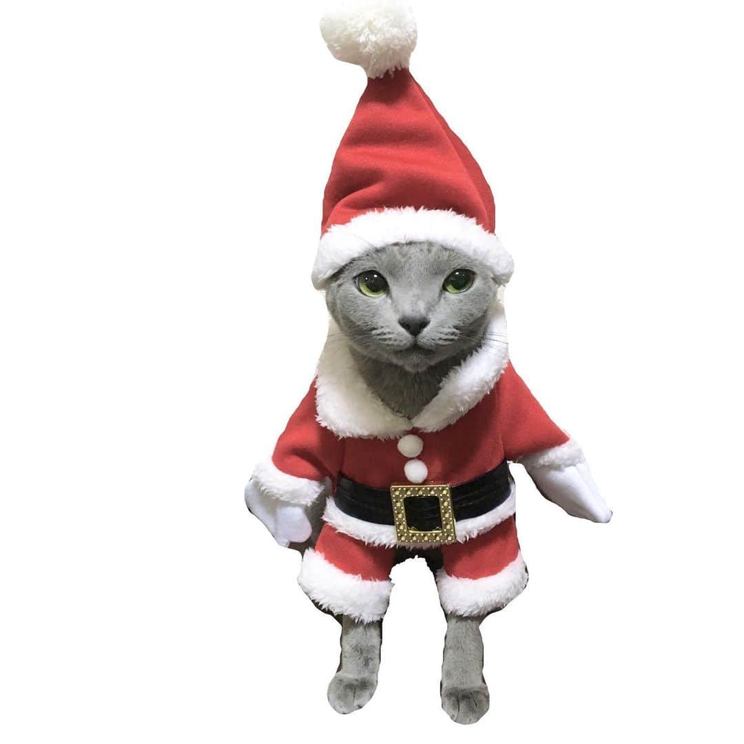 I love Russianblueのインスタグラム：「Christmas Eve 🎄  Thanks to healthcare professionals  今も病院で命を救う為に戦っている皆さん！ ありがとうございます🙏 ・ ・ ・ #Russianblue #sundayfunday #katze #catsofinstagram #catoftheday #cutecat #catlover #kitty #ねこ#ilovemycat #cute #猫 #gato #러시안블루 #topcatphoto  #kitten  #instacat #meow #cats #cats_of_Instagram  #ふわもこ部  #にゃんすたぐらむ #weeklyfluff #catloversworld #dailyfluff #고양이  #냥스타그램 #ロシアンブルー  #医療従事者に感謝  #christmas」