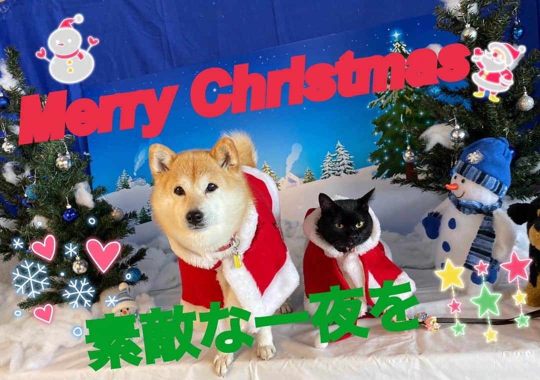 神奈月のインスタグラム：「コロンとルナから皆さんへメッセージ❣️  #12月24日 #クリスマスイブ #Xmas #メリークリスマス #MerryXmas #犬 #猫 #いぬ #ねこ #イヌ #ネコ #dog #cat #ころん #るな」