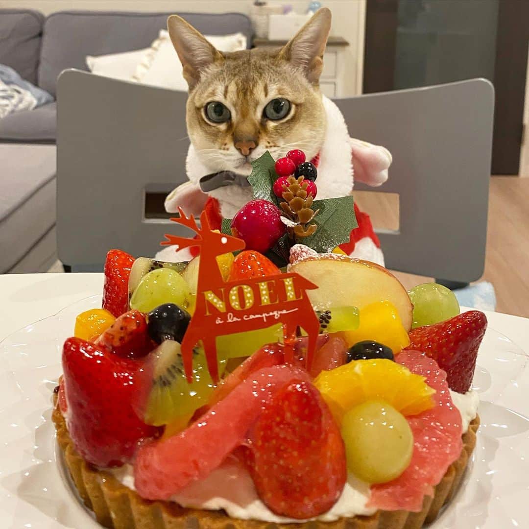 モルト♡Malt(Singapuracat)のインスタグラム：「Merry Christmas🎄💫 これぼくも食べれるの❓🎂 * #クリスマスケーキ #アラカンパーニュ #タルト」