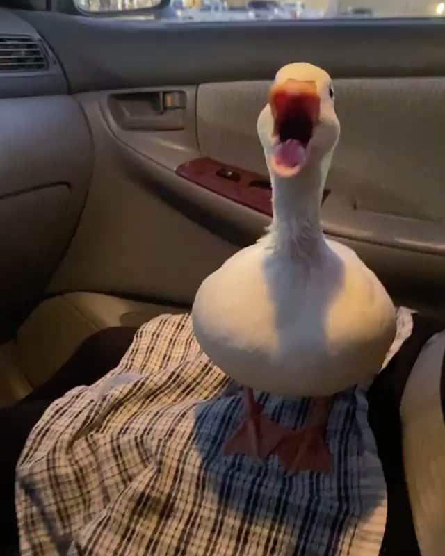 Daily The Best And Funniest Videosのインスタグラム：「She wants her ice water and she wants it NOW 🐥🧊 By @dunkin.ducks」