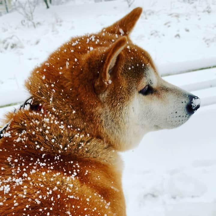 Hanamichi ＆ ℕㆁℜ〡ｋㆁ♡のインスタグラム：「・ ・ #今年もお世話になりました  #雪の年末年始　#新しい気持ちでスタート #2021年はきっと良い年になる  #楽しいことが待っているはず #来年もよろしくお願いします  ・ ・ #柴犬 #しばいぬ #子犬 #わんこ #dog #shiba #puppy #love #snow #shibastagram #dogsofinstagram #newyear  #goodbye2020  ・ ・」