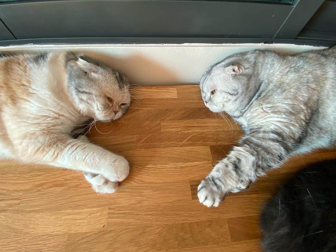 Mammoth and Grizzlyのインスタグラム：「Nemo and Nala #sisters #scottishfold」