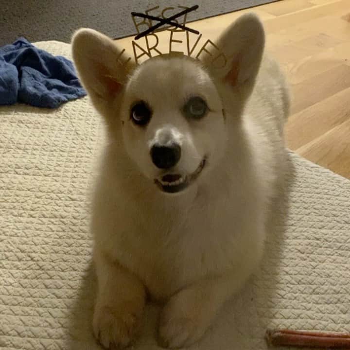 Winston the White Corgiのインスタグラム：「2021 COULD NOT COME SOON ENOUGH #happynewyear」