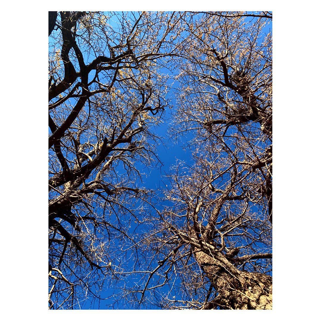 陽月華さんのインスタグラム写真 - (陽月華Instagram)「☆  2021  健やかに。 朗らかに。  本年もよろしくお願いいたします。  #2021 #元日  長い時間を生きている木 と 青空 と」1月1日 21時51分 - hizukihana_official