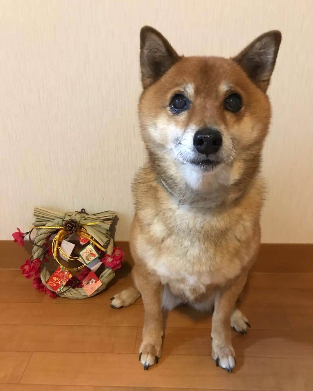 柴犬はなこ Shibainu Hanakoのインスタグラム：「Happy new year 2021✨🎍🌅✨ 今年もどうぞ宜しくお願い致します #shiba #dog #shibainu #犬 #柴犬」
