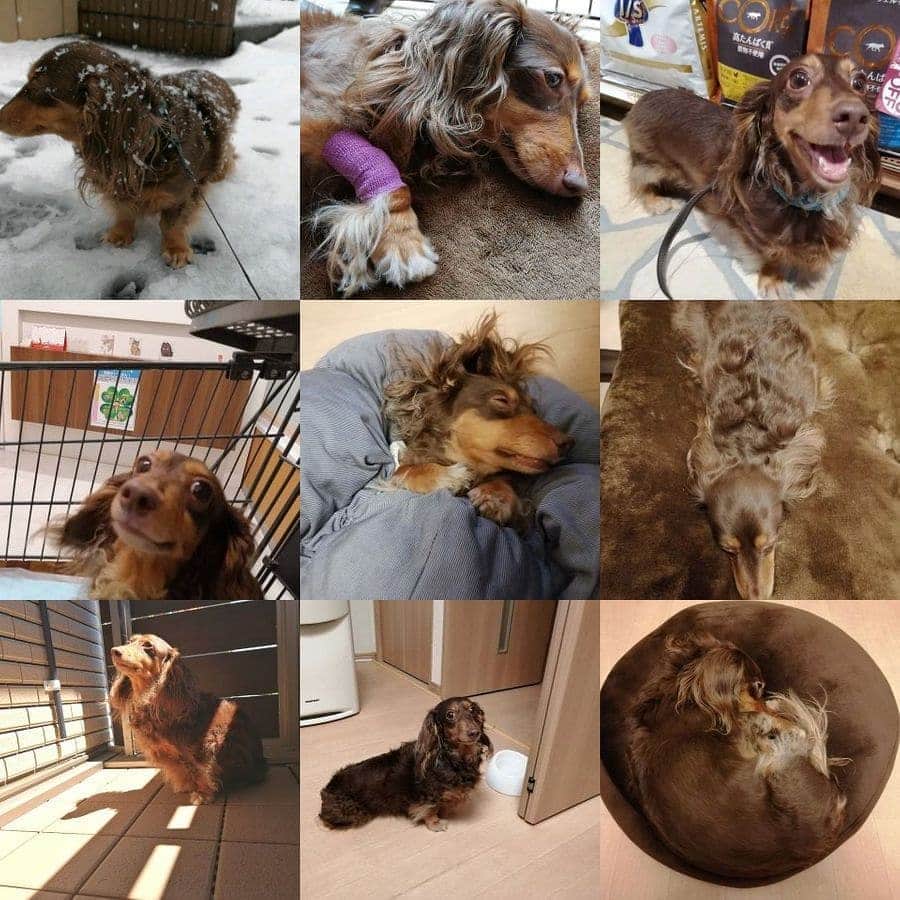 ななこのインスタグラム：「去年はこんな一年でした。 ※ ※ #犬 #愛犬 #ダックス #カニンヘン　 #dog #dachshund #dogstagram  #doxie #instadog #instadachshund  #petstagram #dachshundsofinstagram」