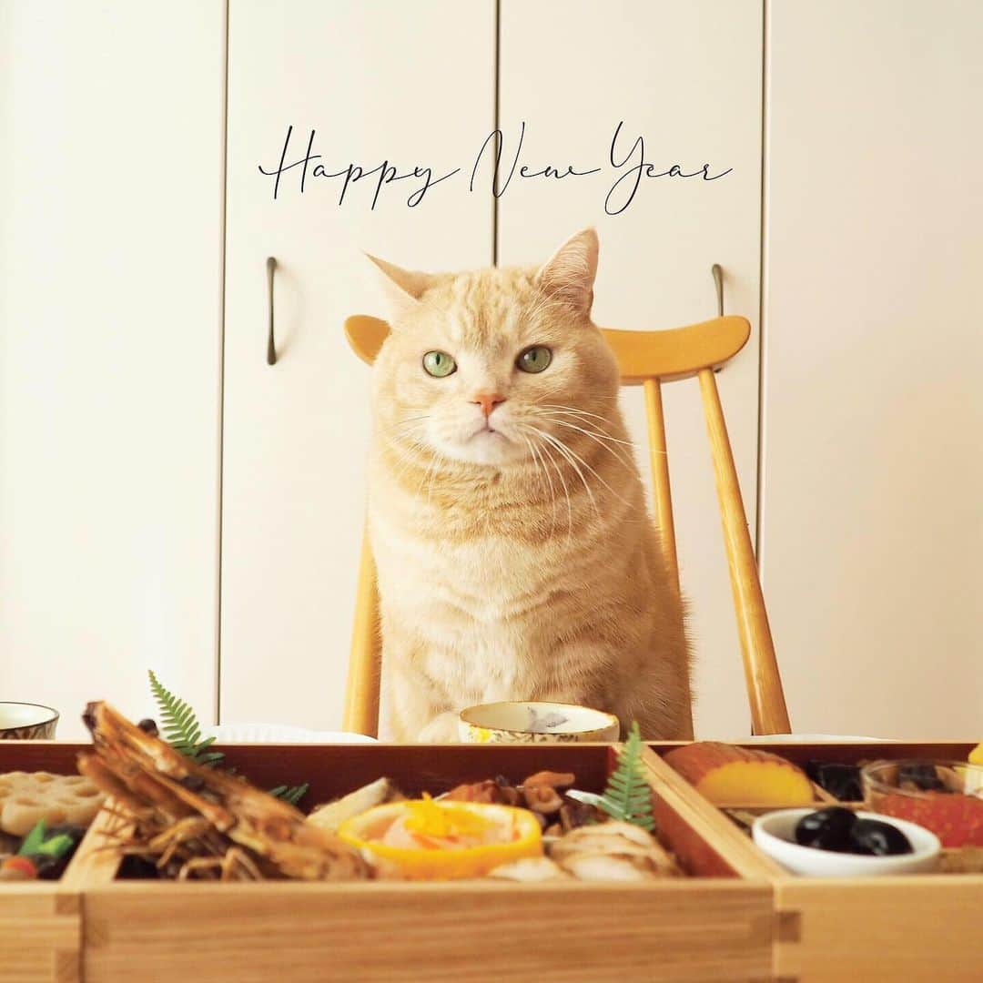 ぷーのインスタグラム：「Happy new year!! . あけましておめでとうございます🐈 2021年もぷーちゃんをよろしくお願いします🐾 . #ハンターぷーちゃん #興味津々 #おせち #初めてのおせち作り .」