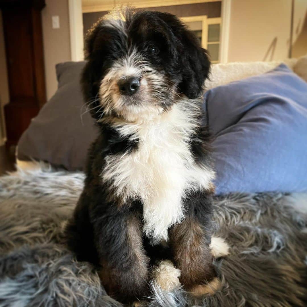 Terry Matalasのインスタグラム：「Well one good thing happened today. Meet the new puppy!」
