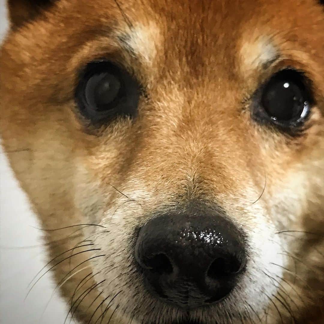 柴犬はなこ Shibainu Hanakoのインスタグラム：「おはなツヤツヤ✨お留守番頑張ってます🐶🏠 #shiba #dog #shibainu #犬 #柴犬 #明日は雪予報」