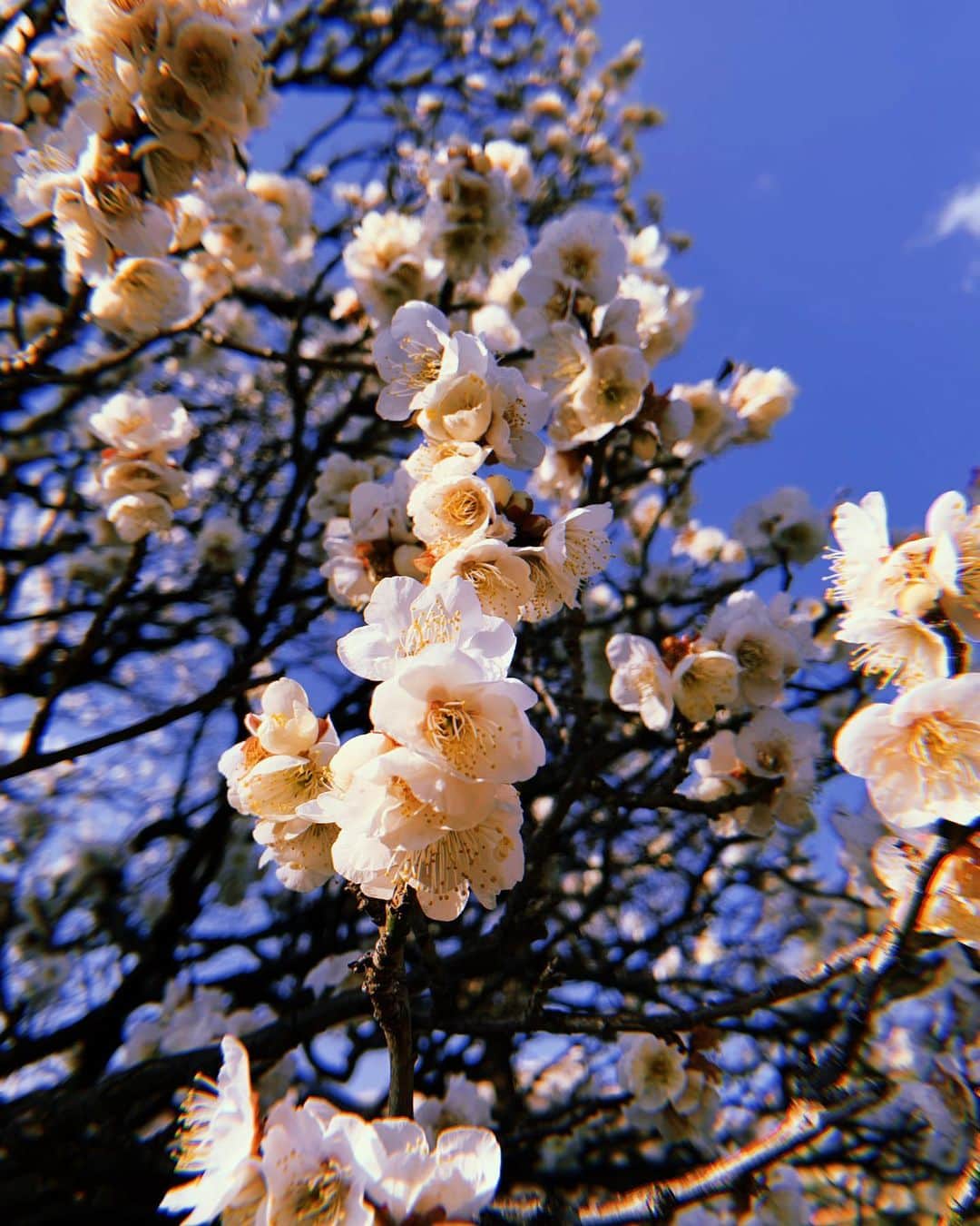 美咲かんなのインスタグラム：「．  わんこたちのお散歩中に見つけた梅の花。 この時期気温が高いと過ごしやすいから好きだな。  ．  #梅の花  #春の訪れ #iPhone #スマホ写真部  #写真  #フィルター」