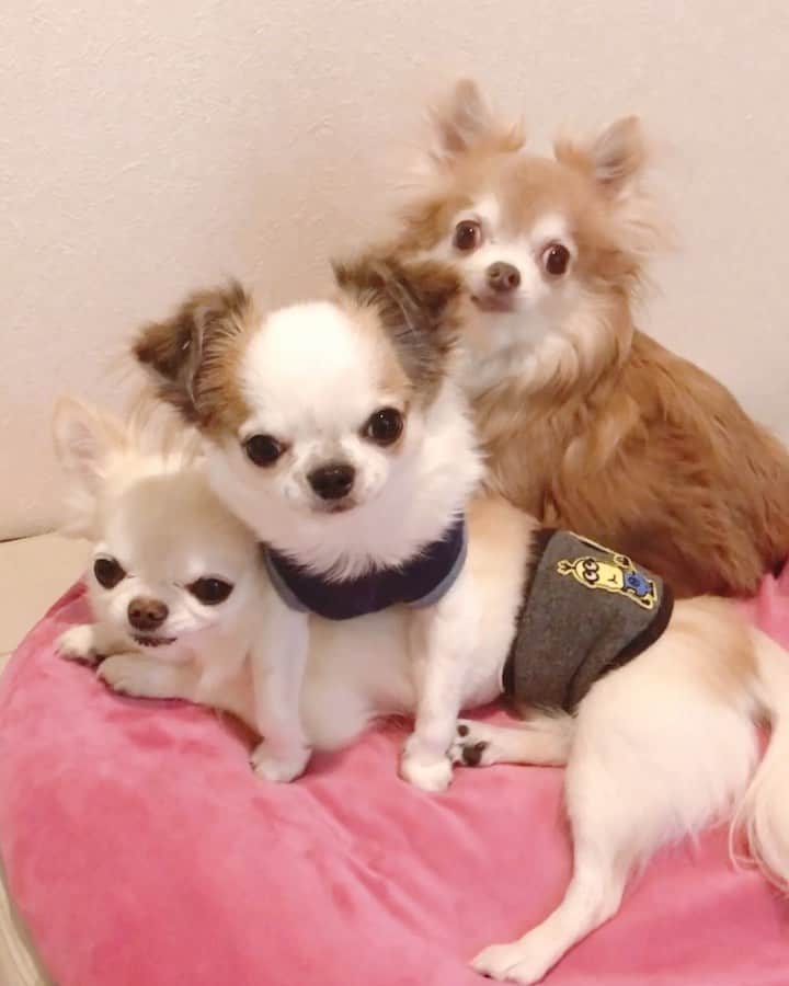 ∞maki∞??????のインスタグラム：「2021.2.3 フワ♡オミ♡ツム♡ ・ ・ ・ ・ ・ 何してるのかと思ったら🤣💕💕💕✨ ・ ・ ・ ・ ・ #可愛かった#ほんと好きだね〜😘💕 #動画#movie#dog#Chihuahua#Chihuahualove#Chihuahualife#instaChihuahua#photooftheday#IGersJP#west_dog_japan#all_dog_japan#happy#cute#love#犬#ワンコ#わんこ#チワワ#ちわわ#ロングコートチワワ#ロンチー#多頭飼い#可愛い#幸せ#Goodnight#おやすみ#ﾌﾜｵﾐﾂﾑ」