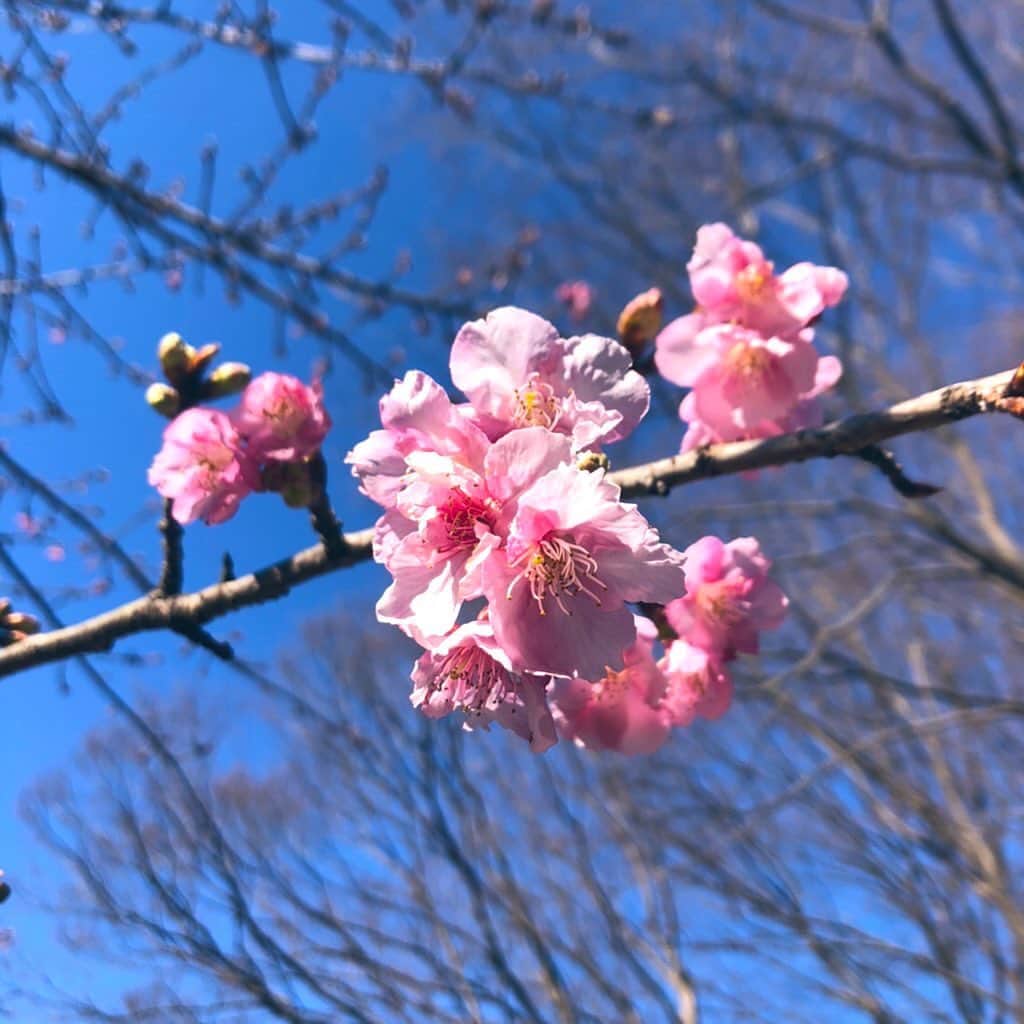 RUUNAのインスタグラム：「. . 春が近づいて来ていて 嬉しい日々🌸 . . #plumblossom #flower #spring  #sky #blue #good #day #梅の花 #空  #良い天気  #春 #楽しみ」