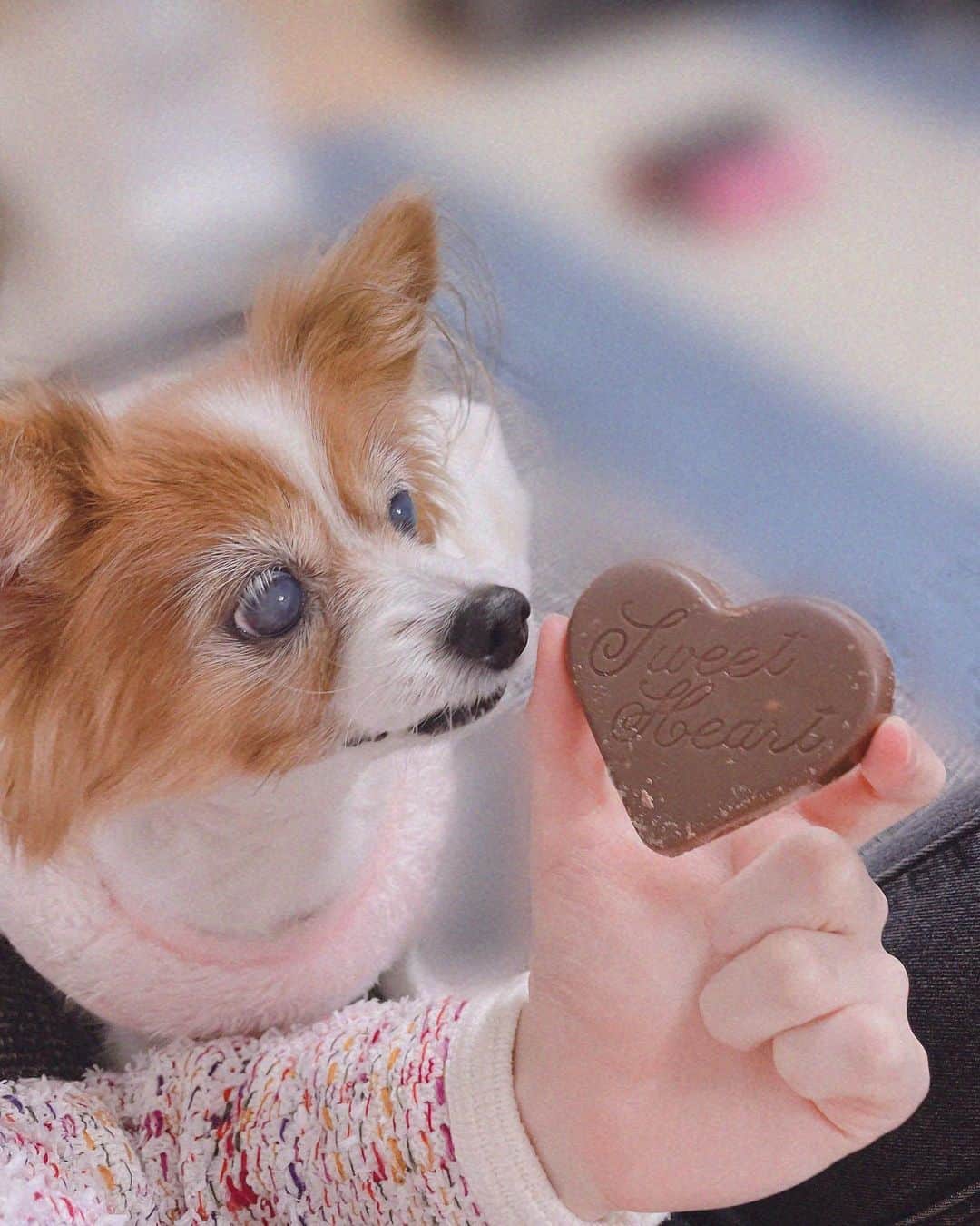 浅倉樹々のインスタグラム：「. ﻿ もう少しでバレンタインですね🍫﻿ ﻿  何か作ろうかな？買おうかな？﻿ ﻿ とりあえず﻿ チョコたくさん食べたい🥺﻿ ﻿ 皆さんください！！！！﻿ ﻿ #tsubaki_factory #浅倉樹々 #愛犬 #パピヨン ﻿ #ハートに惹かれるチャーリー♡﻿ ﻿」