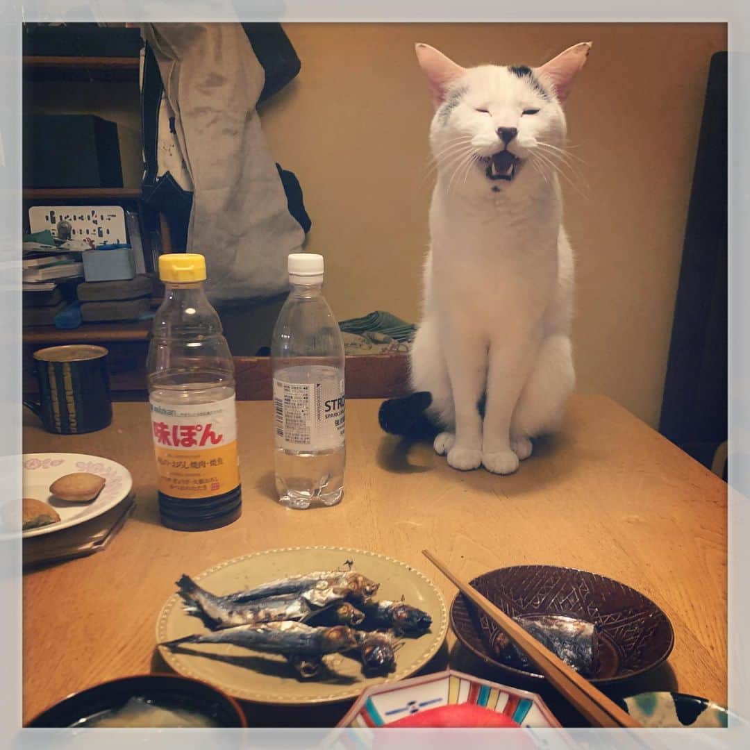 Akira Yamaguchiのインスタグラム：「鰯が欲しい男、ガバチョ。 #パンチョとガバチョ  #ヅラ猫部 #猫部 #猫#ねこら部#にゃんだふるらいふ#にゃんすたぐらむ #ねこすたぐらむ#にゃんこ #ねこ#ねこ部 #猫のいる生活#みんねこ #ねこばか#保護猫 #ペコねこ部 #cat#cats#neko#instacat#catlover#ilovecat#kitty#catoftheday#catstagram#instagramjapan#meow」