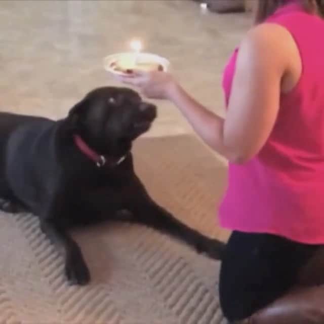 Paw Heartのインスタグラム：「Happy B...😂  . #funny #dogs #omg #birthday」
