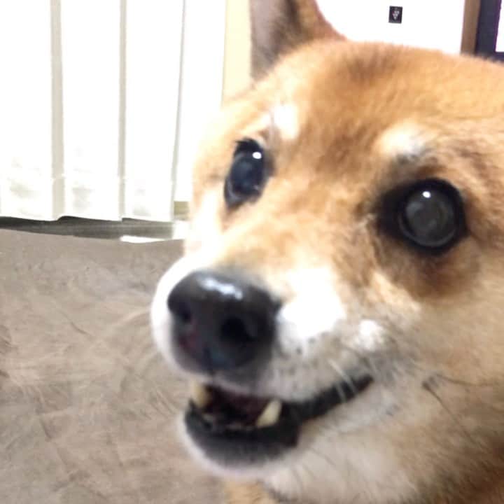 柴犬はなこ Shibainu Hanakoのインスタグラム：「ハッスルハッスル〜✨🐶🎶 #shiba #dog #shibainu #犬 #柴犬」