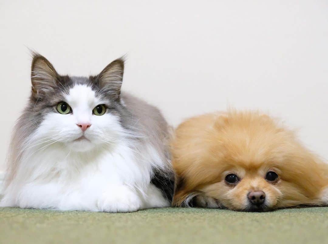 Hanaのインスタグラム：「マッタリきょうだい🐱🐶 * モフモフきょうだい * *  ブログ更新しました♪ http://kedamakyoudai.blog.jp/ #NorwegianForestCat#Pomeranian#japan#catlover#doglover#dogs#cat#Kawaii#fluffy#pom#fluffydog#catsofinstagram#dogsofinstagram#fluffycat#ノルウェージャンフォレストキャット#ポメラニアン#pecoいぬ部#ペコねこ部#犬と猫のいる暮らし#かわいい#cute#cutecat#cutedog#funny#funnydog#funnycat#いぬのきもち#ねこのきもち#ライブドアインスタブロガー」