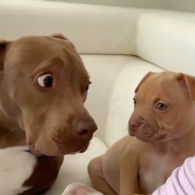 Daily The Best And Funniest Videosのインスタグラム：「The first time they met 👀 😂 now they’re best friends ❤️ By @dysonthebully」