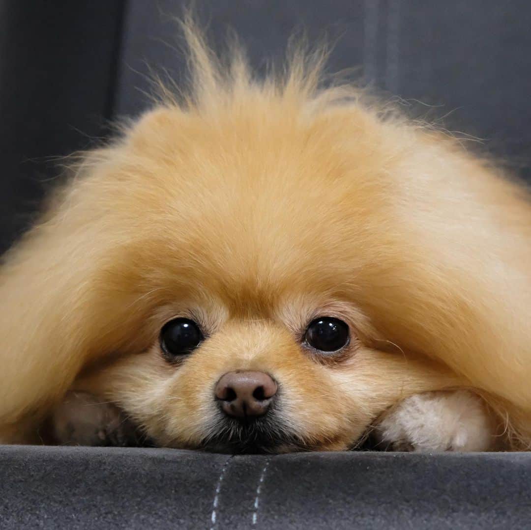 Hanaのインスタグラム：「可愛いスフィンクス * またはきな粉餅 * * ブログ更新しました♪ http://kedamakyoudai.blog.jp/ #Pomeranian#pom#pompom#pomstagram#pets#dogs#doglover#dogsofinstagram#dogstagram#Japan#Kawaii#fluffydog#ポメラニアン#犬#いぬら部#pecoいぬ部#포메라니안#もふもふ#ふわもこ部#cute#cutedog#funny#funnydog#いぬのきもち#犬と猫#ライブドアインスタブロガー」