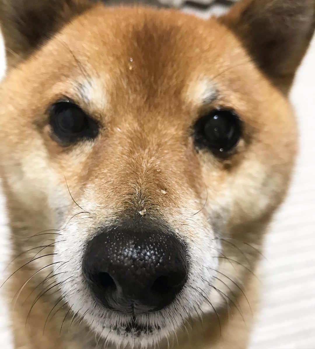 柴犬はなこ Shibainu Hanakoのインスタグラム：「お水飲むのが下手っぴさん😂💕🐶💦 #shiba #dog #shibainu #犬 #柴犬」