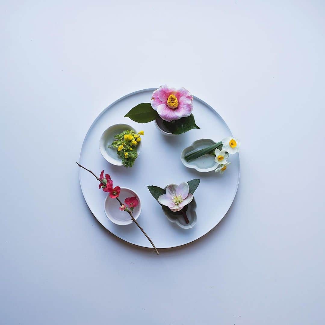 増田由希子のインスタグラム：「Little arrangement 🌺 #camelia #helleborus #daffodils #rapeseedflowers #cooee  冬の花、春の花 #一輪　#椿　#日本水仙　#クリスマスローズ」