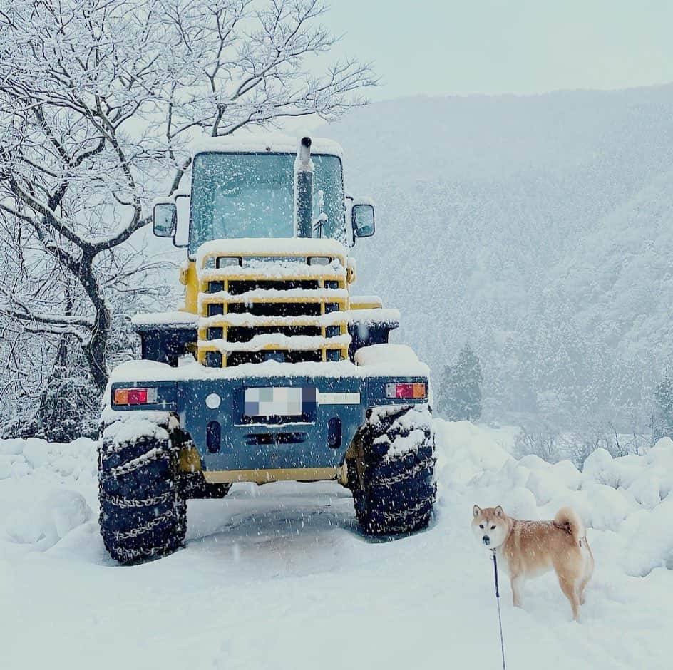 Hanamichi ＆ ℕㆁℜ〡ｋㆁ♡のインスタグラム：「雪国のヒーロー、それは除雪車のみなさん❕いつも本当にありがとうございます❕ ・ #柴犬 #しばいぬ #子犬 #わんこ #dog #shiba #puppy #love #snowy #snowblow  #dogsofinstagram #shibastagram #除雪車 #シバイヌ  ・」