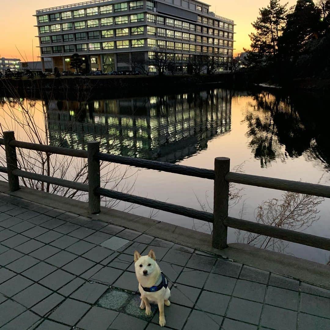 u-meK00000000 YUMIKO HORIKIRI ZUMBA のインスタグラム：「島根のランドマーク 水辺の街が美しい一瞬を シェアしたくなりましたっ😉  日本のモンサンミッシェル か　ベネツィア　風？ なかなか海外旅行に行かれないから 思いを馳せて✨  #犬のいる暮らし #犬のいる生活 #日本犬 #犬好き #犬なしでは生きていけません会 #犬部 #犬と暮らす #犬との生活 #犬の散歩 #犬すたぐらむ #犬 #犬写真 #犬と休日 #犬と旅行 #犬旅 #犬と一緒  #柴犬 #豆柴 #shibainu #島根県 #県庁 #松江 #松江市 #夕日が綺麗 #フォトスポット #ご縁と美肌しまね2020 #nofilter」