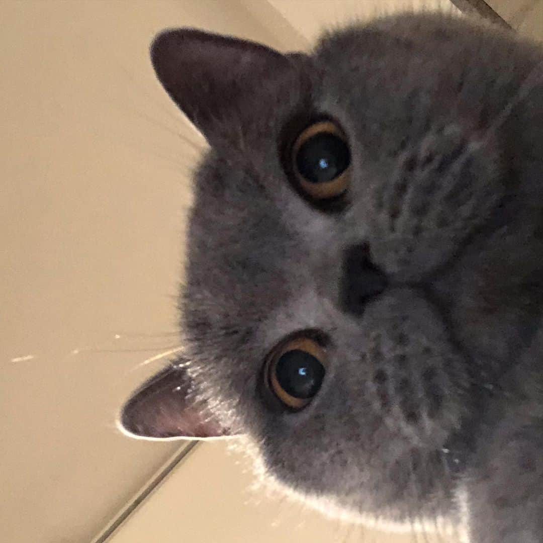 Nico & Tabu with MAYUMI KATOのインスタグラム：「#自撮り女子 にこたんもやってみたけど2枚目3枚目が😂❤️ちょっとたるみが気になってきたお年頃なの〜🥲. . #下アングルの恐怖  #selfie   アゴの汚れとれるいい方法ないですか？タブは綺麗なのににこたんはご飯食べるの下手なのかキャットフードで拭いてもすぐに茶色くなっちゃいます🤔  #britishshorthair #bsh #igcats #cat #bluecat #eclatcat #catstagram #catsofworld #catsofinstagram #cats_of_instagram #cutepet #world_kawaii_cat #instagramcat #cute #catlover #ブリティッシュショートヘア #ブリショー #ねこ部 #ペコねこ部 #にゃんすたぐらむ #猫山商事 #ブリ商会 #多頭飼い #고양이 #кошка #قط #katze」