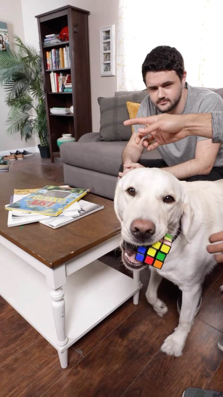 ザック・キングのインスタグラム：「Is this the smartest #dog in the world?」