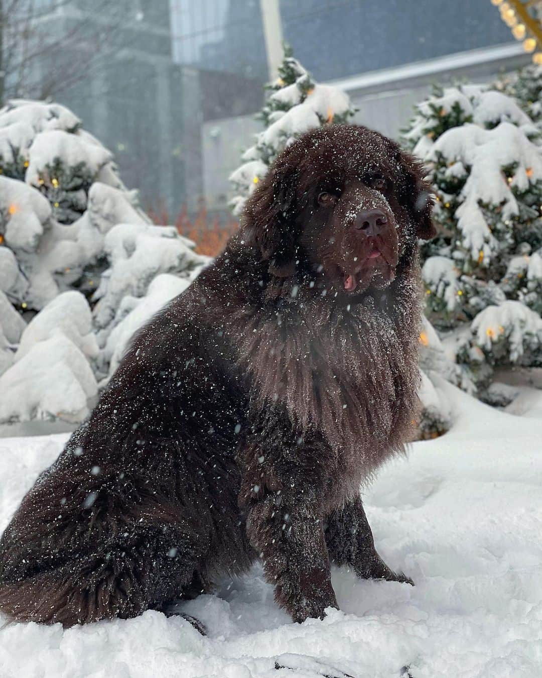 ドクター・マイクのインスタグラム：「I know someone is excited for the snow @thebearpup 🐻🌨❤️ Do your dogs run around like crazy as soon as they make contact with snow? #newfoundland #snowdog」