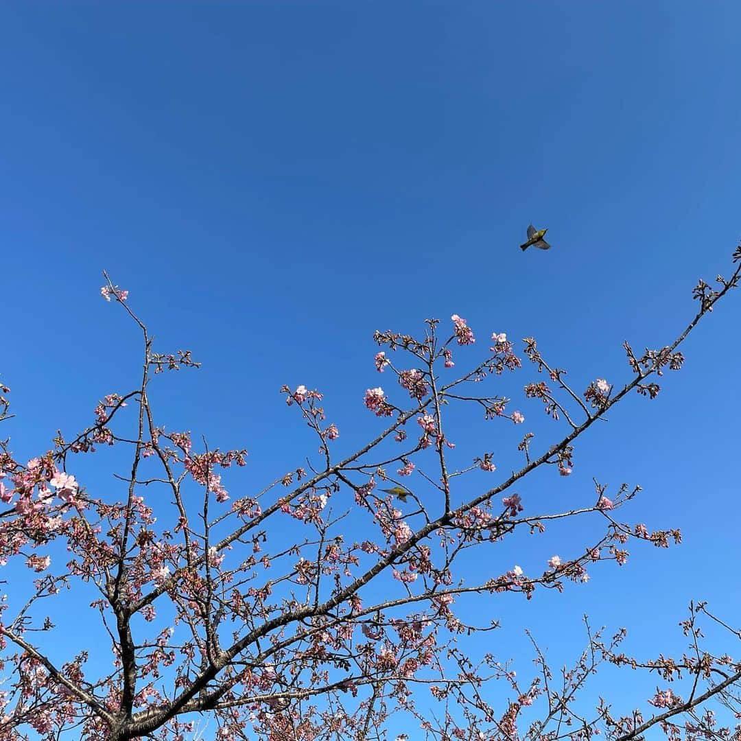 SONOMIのインスタグラム：「河津桜とメジロ  カメラロールを見返したら たまたま飛び立つメジロが撮れていた🐦 春が近い😌🌸」