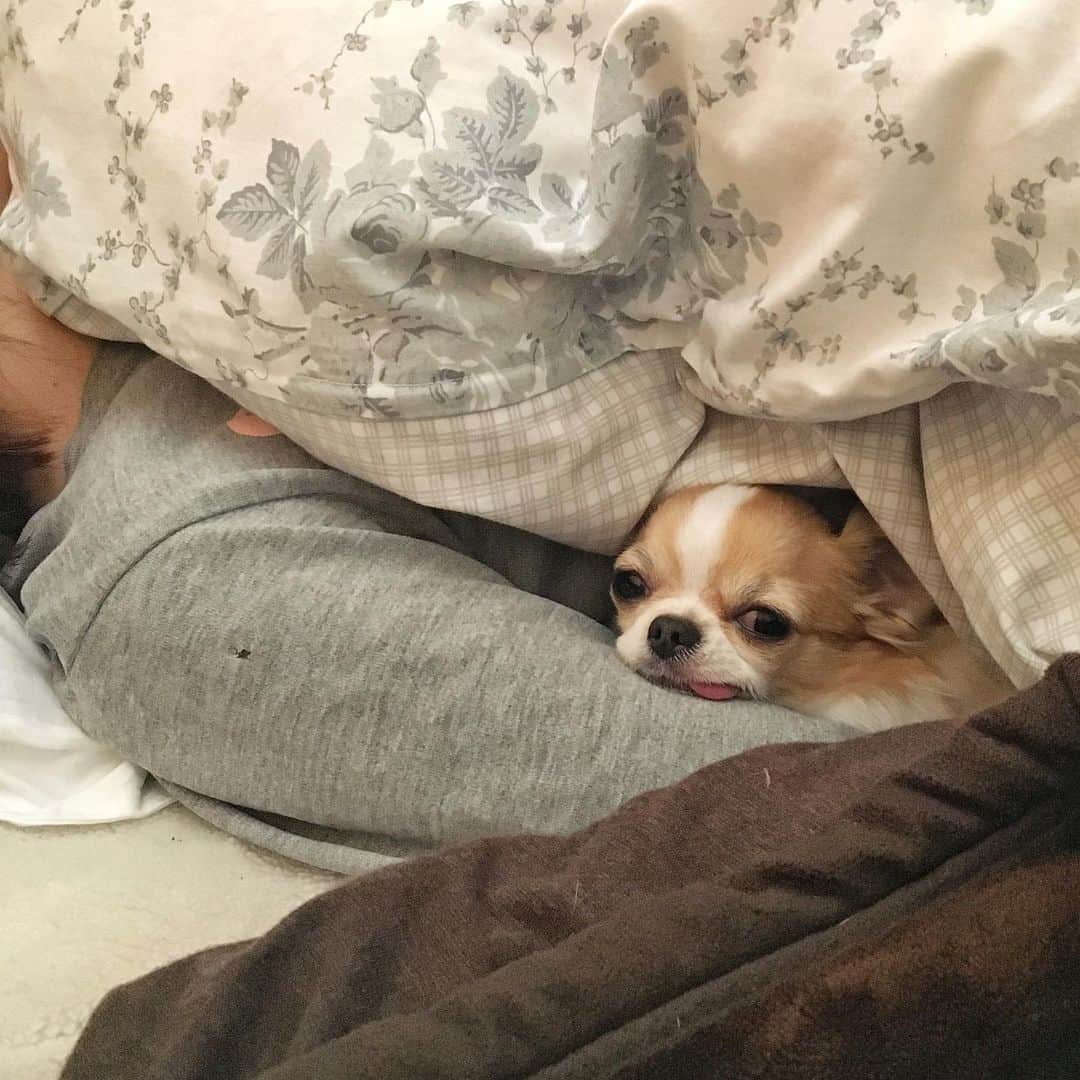 ちまのインスタグラム：「sleepin on mom’s arm pillow🐶💤 ・ 毎朝こんな感じで目を覚まします😪 ・ #ちま #チワワ #chihuahua #ชิวาวา #PECOいぬ部 #WeeklyFluff #dogs #dogsofbark #chihuahuaaddict」