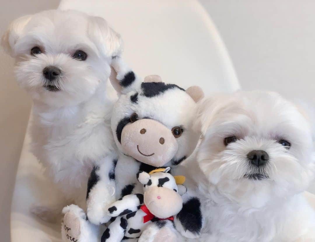 おかゆ & おもちのインスタグラム：「...🐶🐮🐶🐮..・.💓 . . イスの上、ギュウギュウ〜〜😅💦 . . なんか、家族写真みたい☺️ . . 2人の子ども🐮🐮を連れて、実家に出戻ってきたシングルマザーもっちと、それを喜ぶ独身おかゆ兄😆って感じかな⁉️😂😂 . . .  ❤︎ . . . #maltese #malteseofinstagram #happydog #dogsmile #doglove #doglover #dogstagram #instadog #lovedogs #ilovemydog #cutedog #dogoftheday #말티즈 #馬爾濟斯 . #okayusan #マルチーズ #犬バカ部 #わんこ #犬のいる暮らし #エブリドッグ #みんなのわんこ #わんこと暮らす幸せ #マルチーズ好き #peppyフォト部 #west_dog_japan #ふわもこ部 #鼻ぺちゃ #奈良犬 #家族写真みたい #ギュウギュウ」